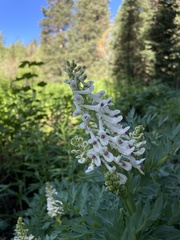 Corydalis caseana brachycarpa
