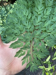 Corydalis caseana brachycarpa