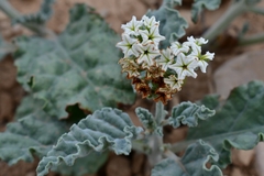Heliotropium molle