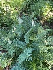 Corydalis caseana brachycarpa