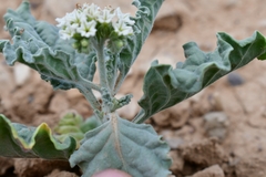 Heliotropium molle