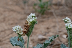 Heliotropium molle