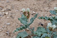 Heliotropium molle