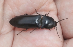 Melanactes densus