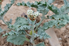 Heliotropium molle