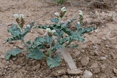 Heliotropium molle