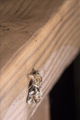 Callopistria repleta