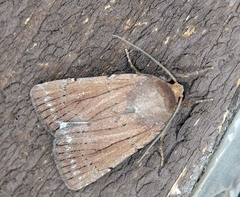 Ufeus satyricus