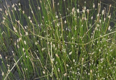 Eleocharis parishii