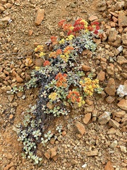 Eriogonum cedrorum