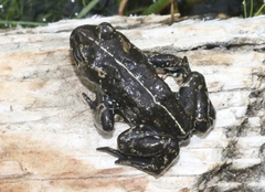 Anaxyrus exsul
