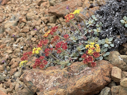 Image of Eriogonum cedrorum by (c) Roger Raiche, some rights reserved (CC BY)