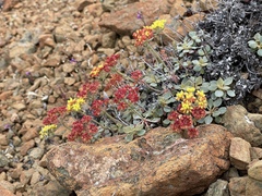 Eriogonum cedrorum