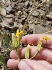 Crepis intermedia