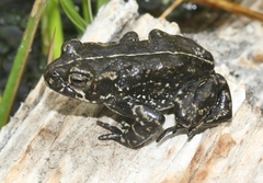 Anaxyrus exsul