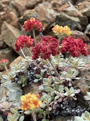 Eriogonum cedrorum