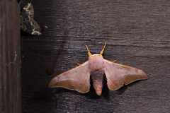 Comparmustilia gerontica