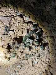 Eriogonum aretioides