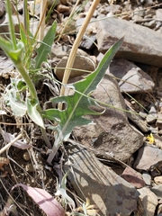 Crepis intermedia