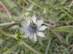 Eryngium carlinae