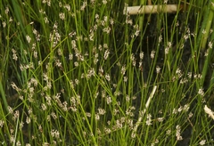 Eleocharis parishii