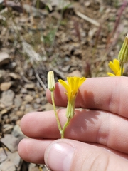 Crepis intermedia