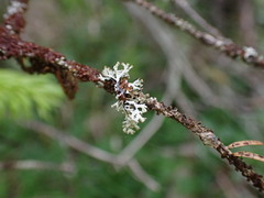 Hypogymnia hultenii