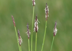 Eleocharis parishii