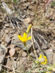 Crepis intermedia
