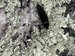 Parallelostethus