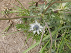 Eryngium carlinae