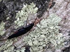 Parallelostethus