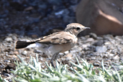 Oenanthe isabellina