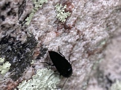 Parallelostethus