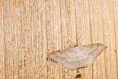 Luxiaria mitorrhaphes