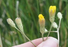 Crepis runcinata hallii