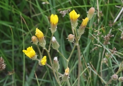 Crepis runcinata hallii
