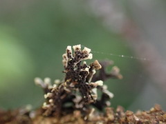 Hypogymnia hultenii