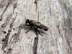 Laphria divisor