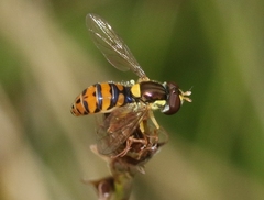 Sphaerophoria pyrrhina