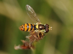Sphaerophoria pyrrhina