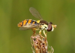 Sphaerophoria pyrrhina