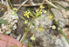 Cleomella parviflora