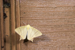 Ourapteryx sciticaudaria