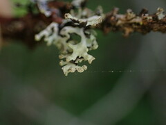 Hypogymnia hultenii