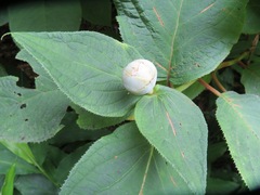 Hydrangea involucrata