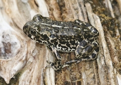 Anaxyrus exsul