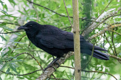 Corvus brachyrhynchos