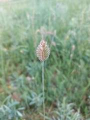 Agropyron michnoi