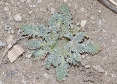 Glyptopleura marginata